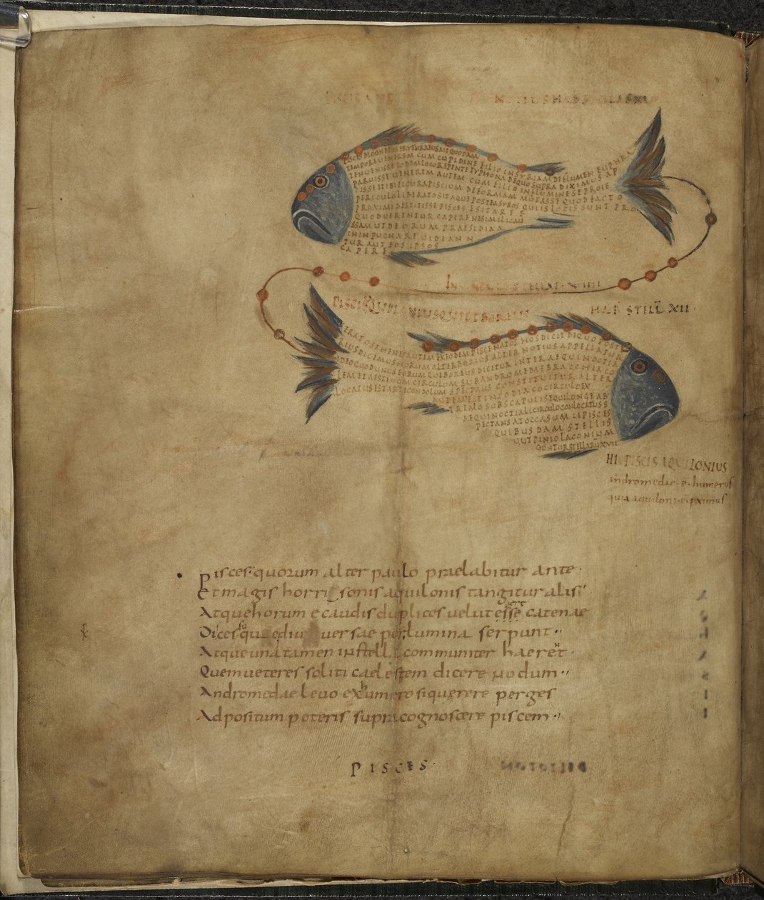 Harley 647, f.3v Illustration af stjernebilledet Fiskene, fra 