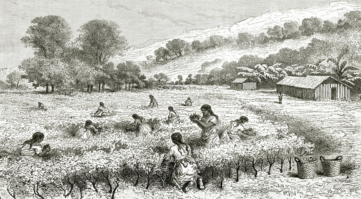 Harvest of Coca, Peru, illustration fra magasinet Le Tour du Monde, 1877 af French School