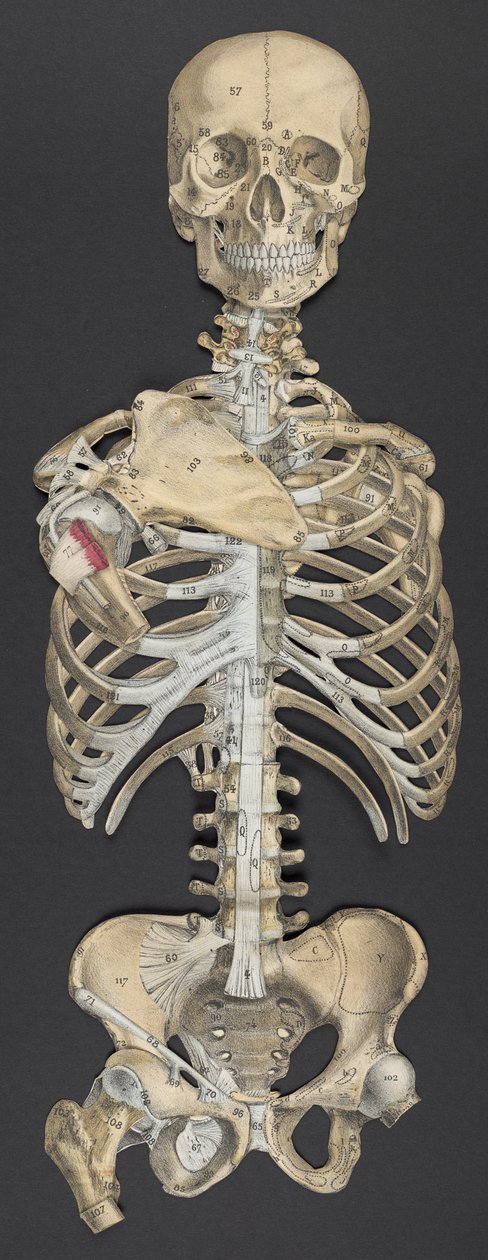 Hoved og torso, fra 