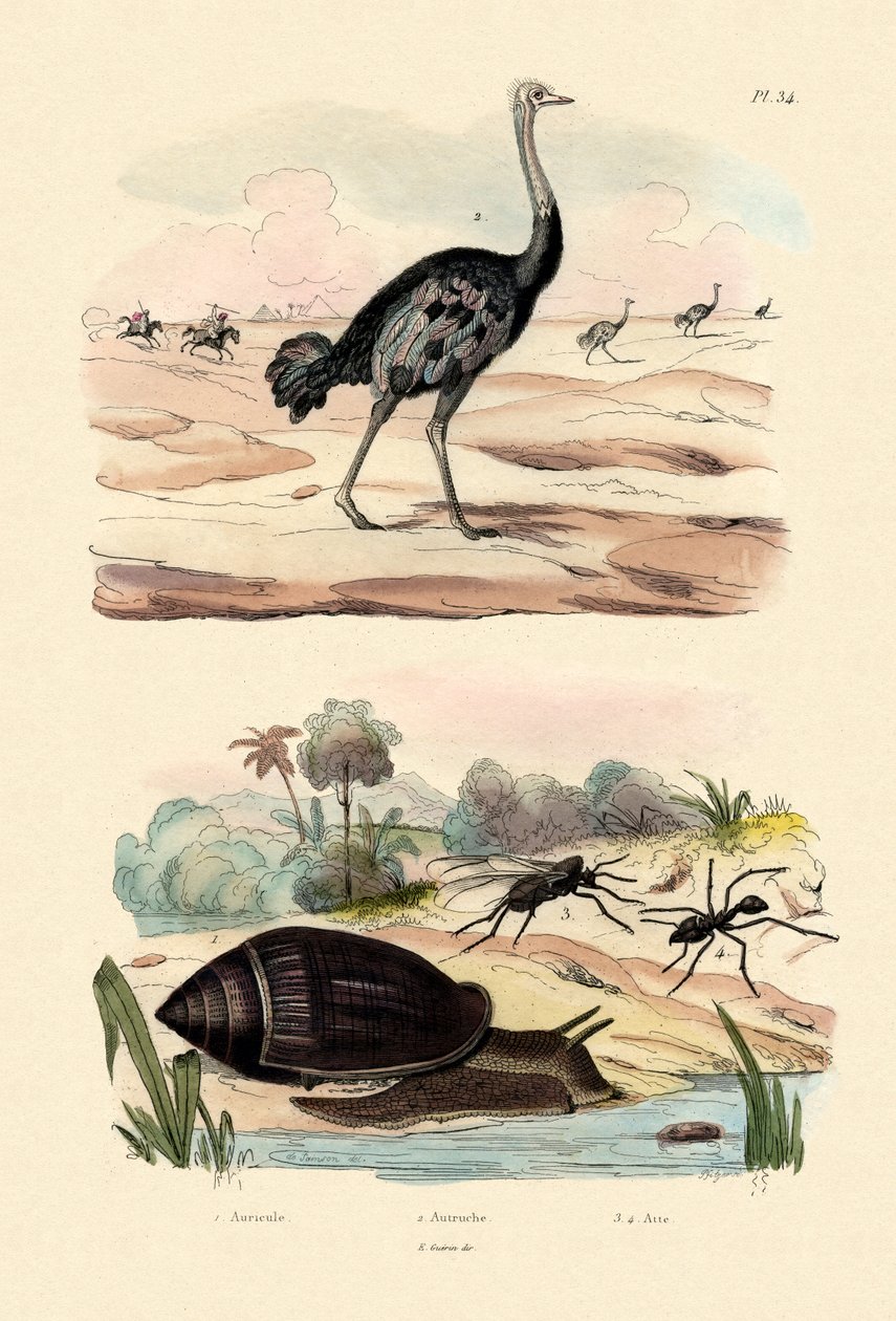 Herald Snegl, 1833-39 af French School