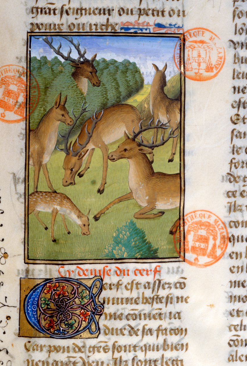 Flok hjorte, fra Livre de la Chasse af Gaston Phebus de Foix (1331-91) af French School