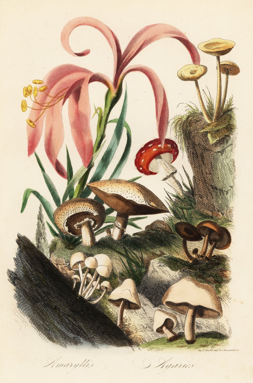 Hippeastrum arter, fluesvamp, Amanita muscaria, Amanita caesarea, Cæsars svamp, Amanita caesarea og andre svampe af French School