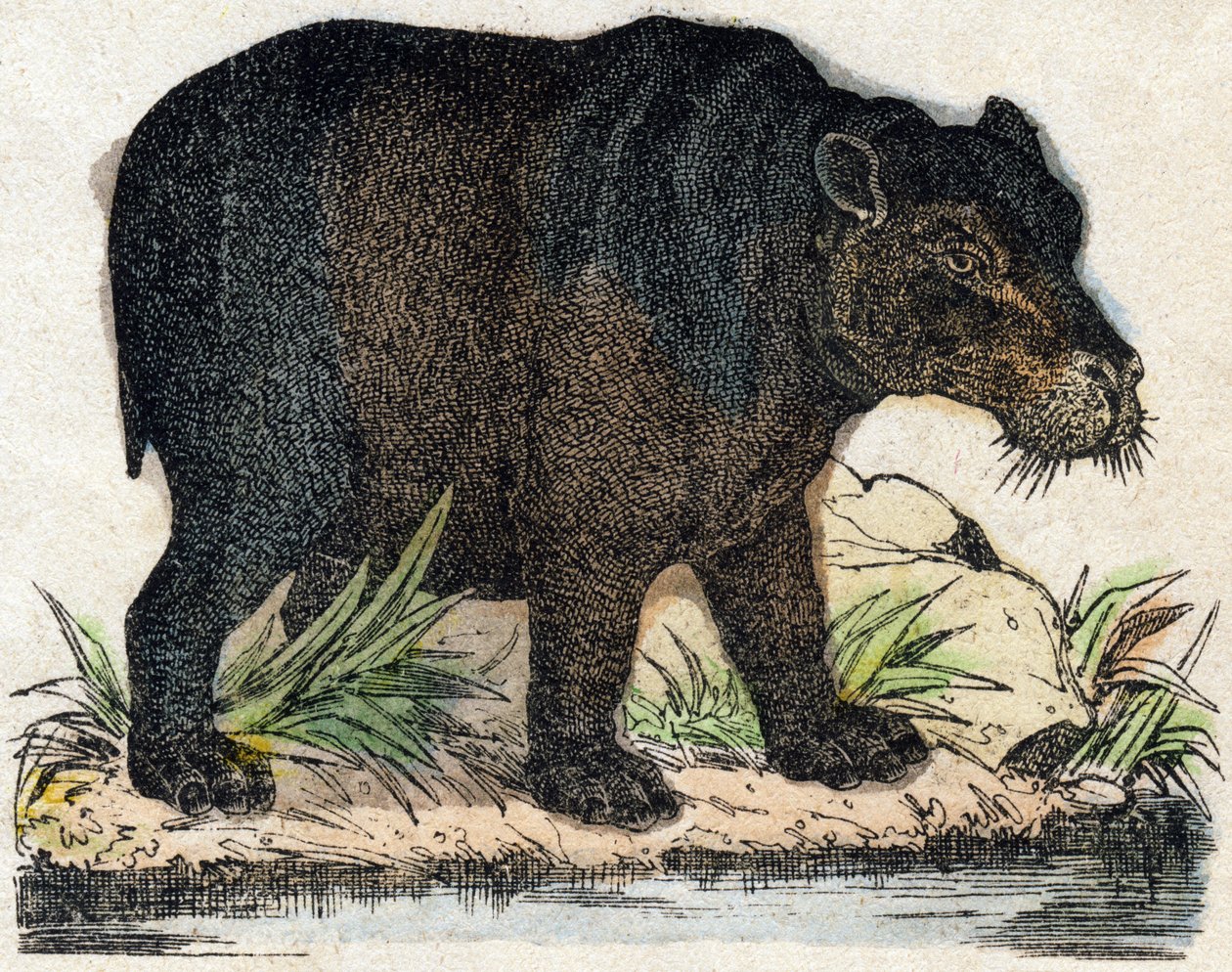 Flodhest. Indgravering i "" Alphabet des animaux sauvages"". 9. serie. Billede af Epinal, Pellerin, trykkeri-udgiver, ca. 1870. Graveringer på træ, stencileret. 16 sider. Mål: 20 x 15 cm. Privat samling af French School