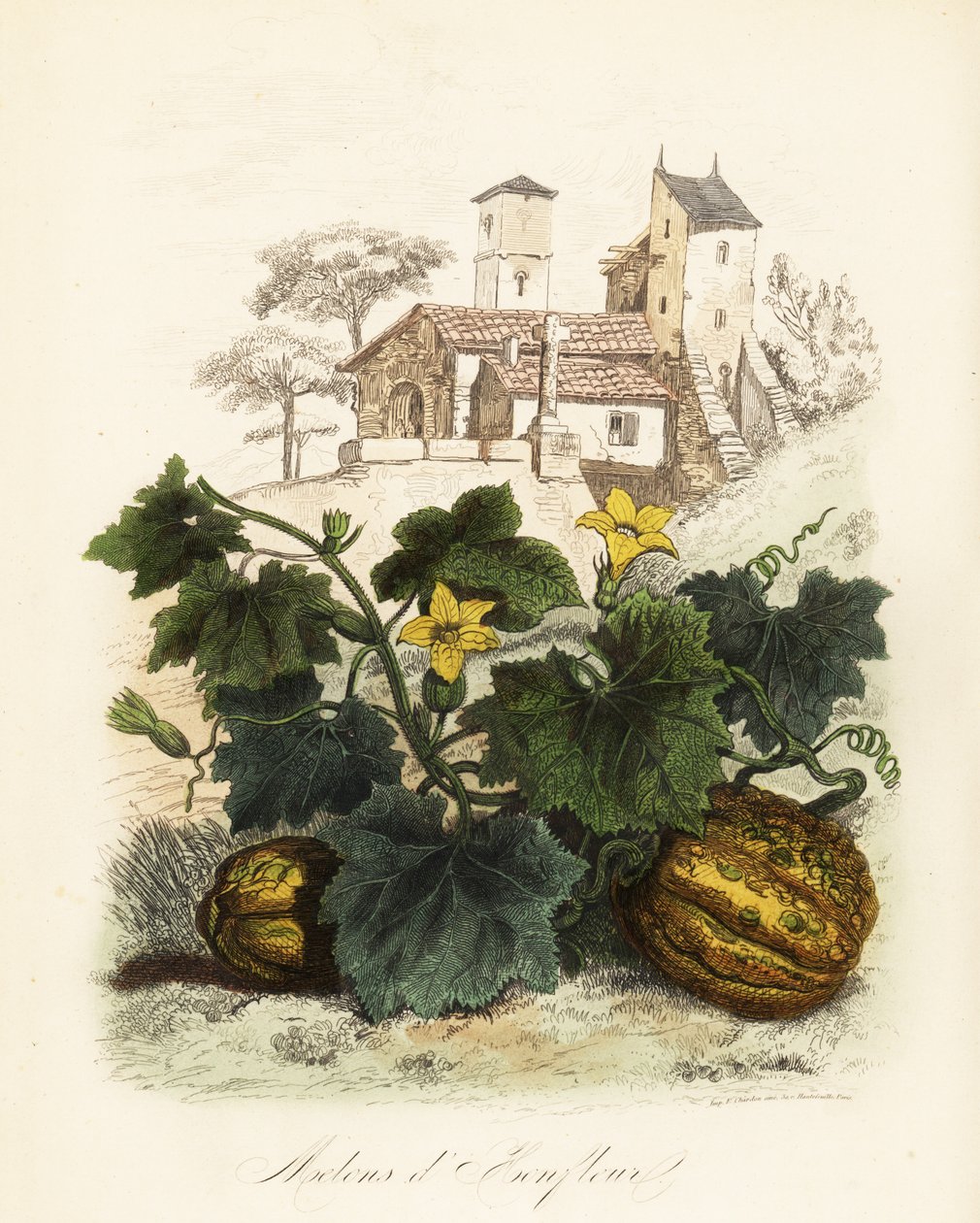 Honfleur melon, Cucumis melo af French School