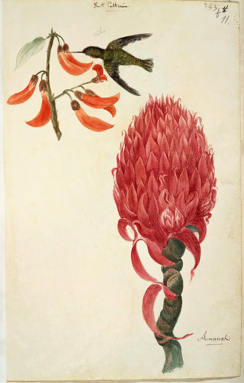 Kolibri (Trochilidae) og ananas (Ananas comosus) af Lejeune af French School