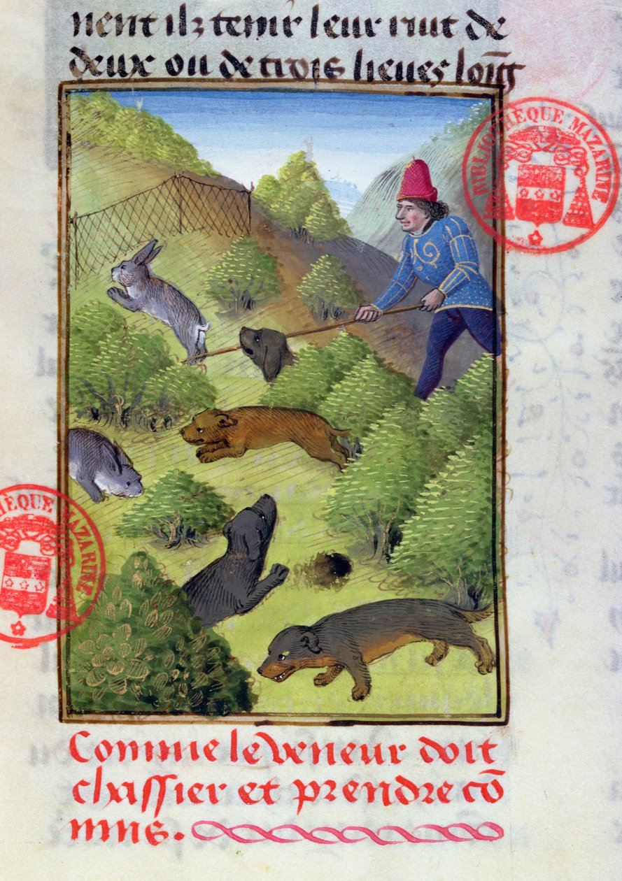 Jagt kaniner med hunde og net, fra Livre de la Chasse af Gaston Phebus, begyndelsen af det 15. århundrede af French School