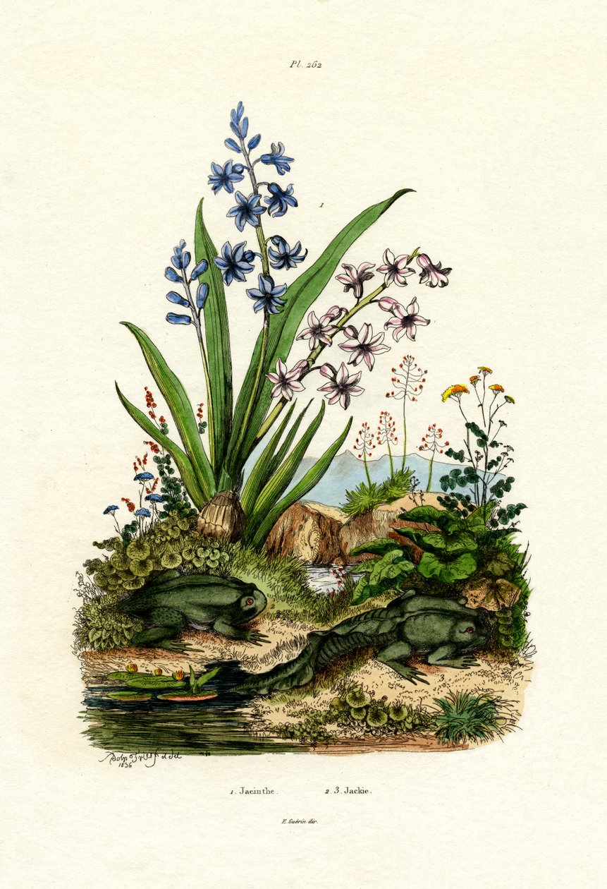 Hyacintblomst, 1833-39 af French School