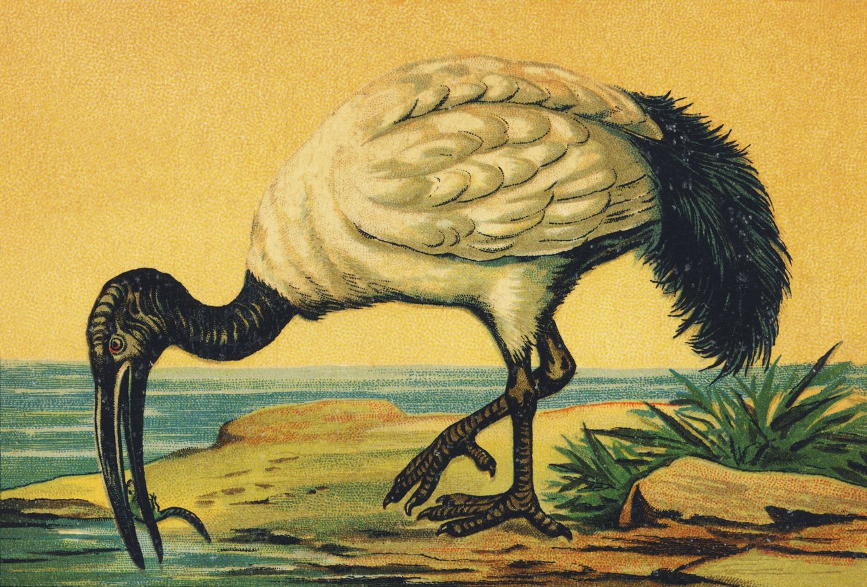 Jeg som Ibis af French School