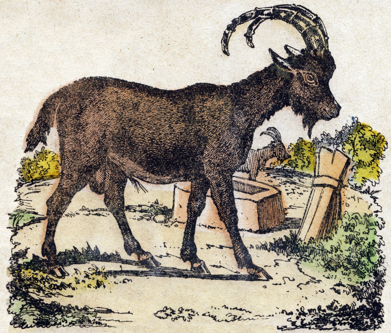 Ibex. Indgravering i "" Alphabet des animaux sauvages "". 9. serie. Billede af Epinal, Pellerin, trykkeri-udgiver, ca. 1870. Graveringer på træ, stencileret. 16 sider. Mål: 20 x 15 cm. Privat samling af French School