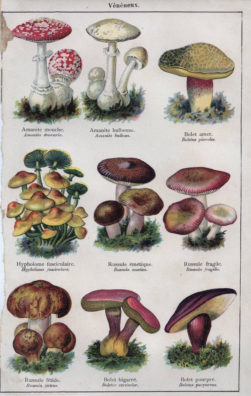 Illustration til "Mon docteur - traite de medecine et d