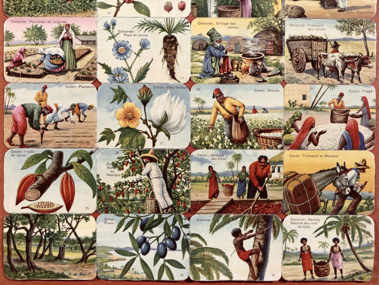 Illustration til en fransk skolebog over forskellige produkter fra kolonierne, ca. 1920-30 af French School