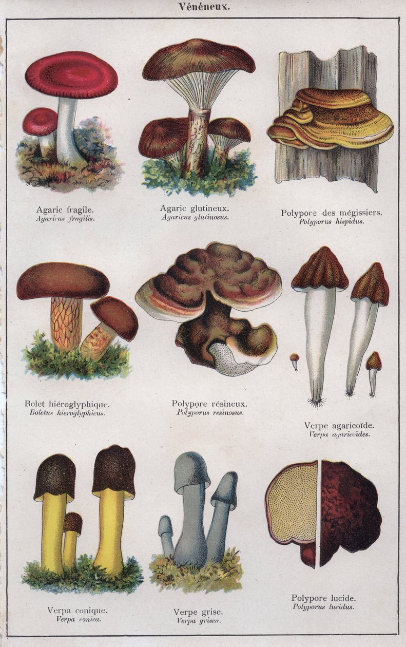 Illustration til "mon docteur - traite de medecine et d