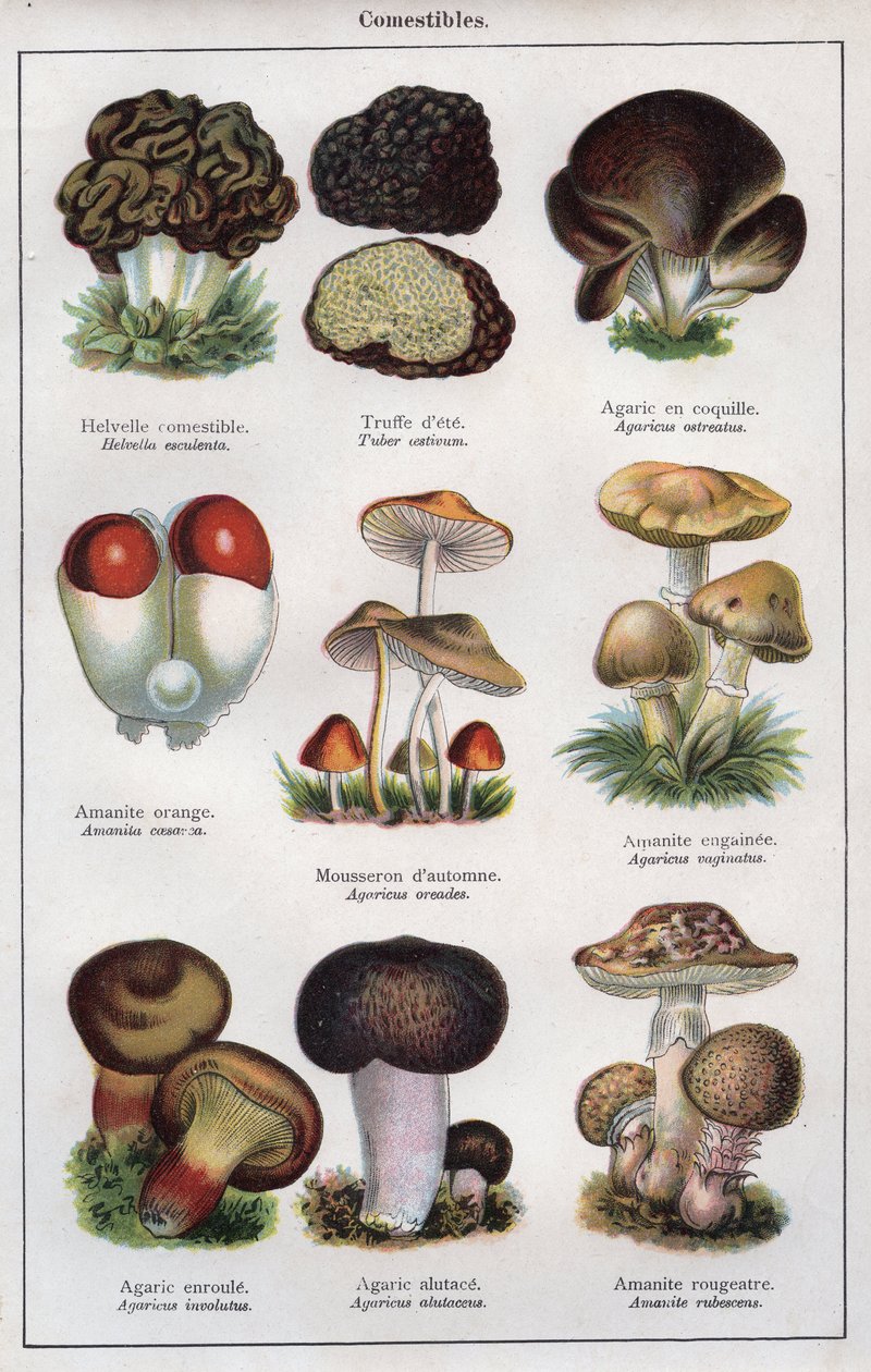 Illustration til "mon docteur - traite de medecine et d