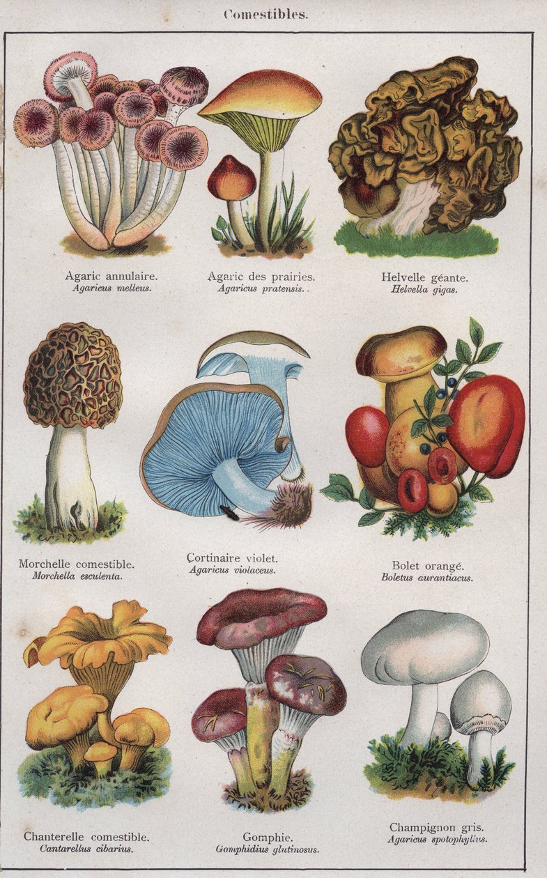 Illustration til "traite de medecine et d