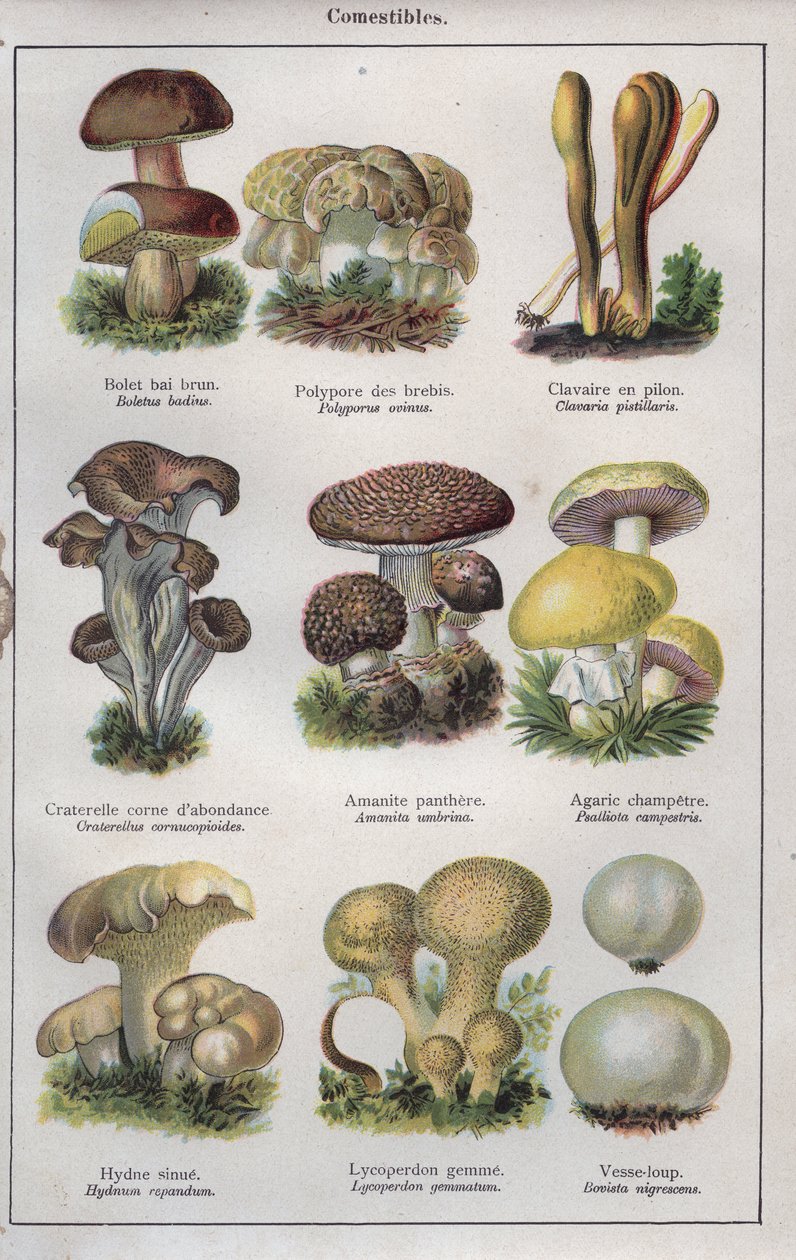 Illustration til "traite de medecine et d