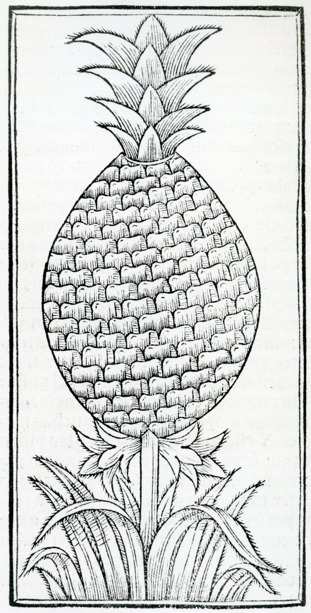 Illustration fra 