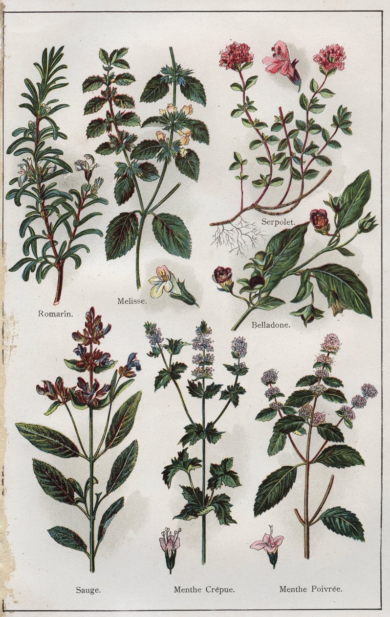 Illustration fra "Mon docteur, traite de medecine et d