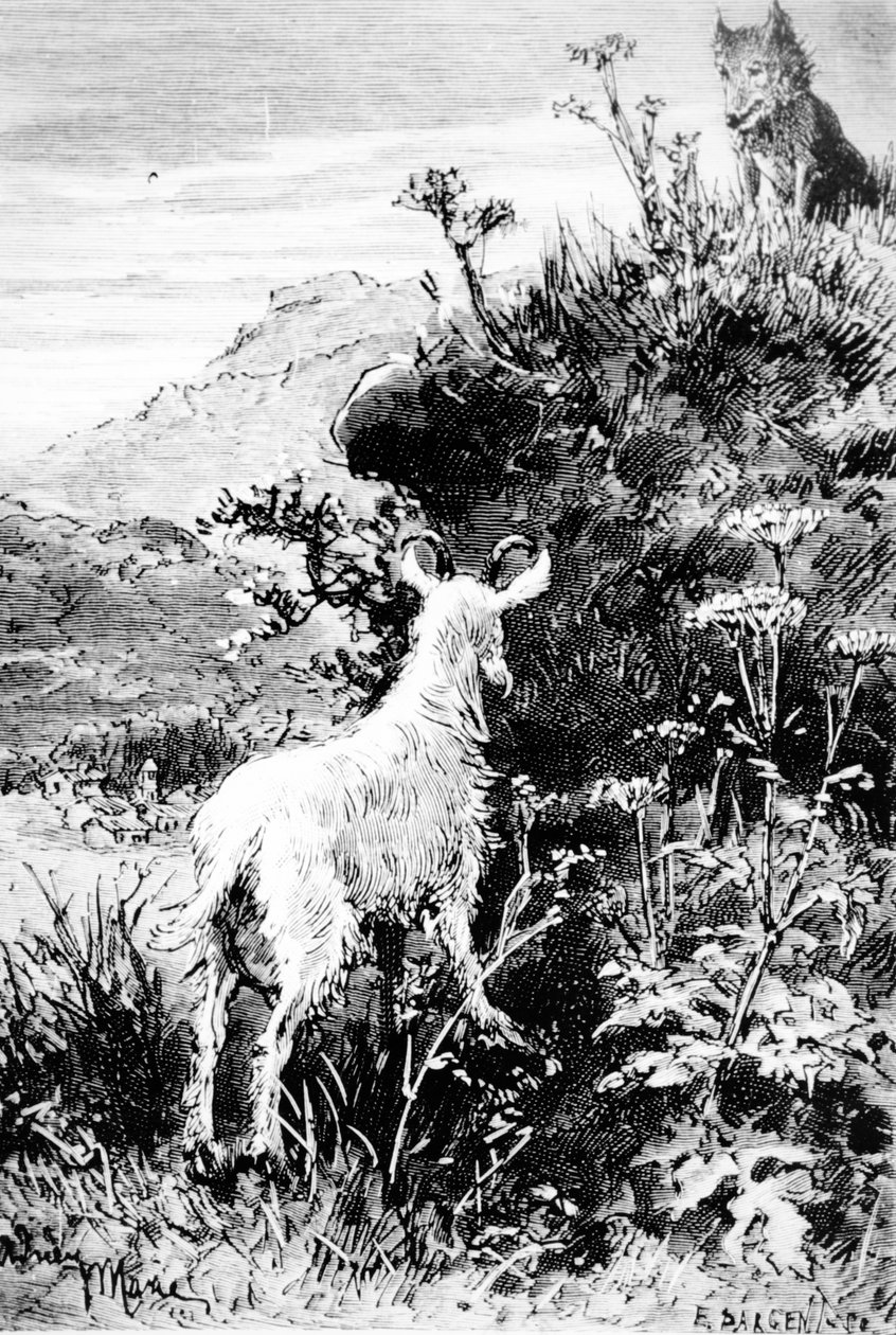 Illustration fra Mr. Seguins Goat af Alphonse Daudet af French School