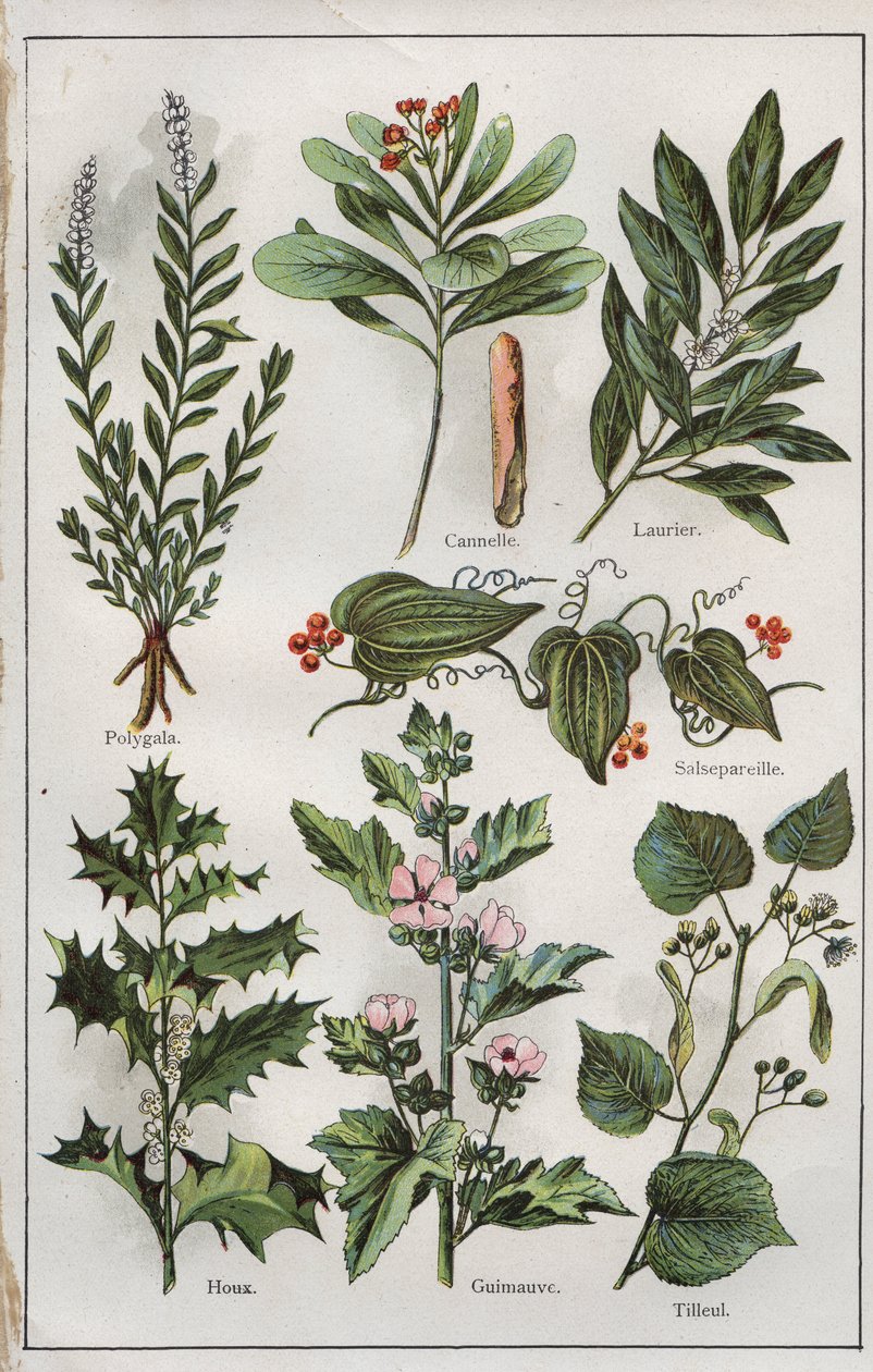 Illustration fra "mon docteur - traite de medecine et d