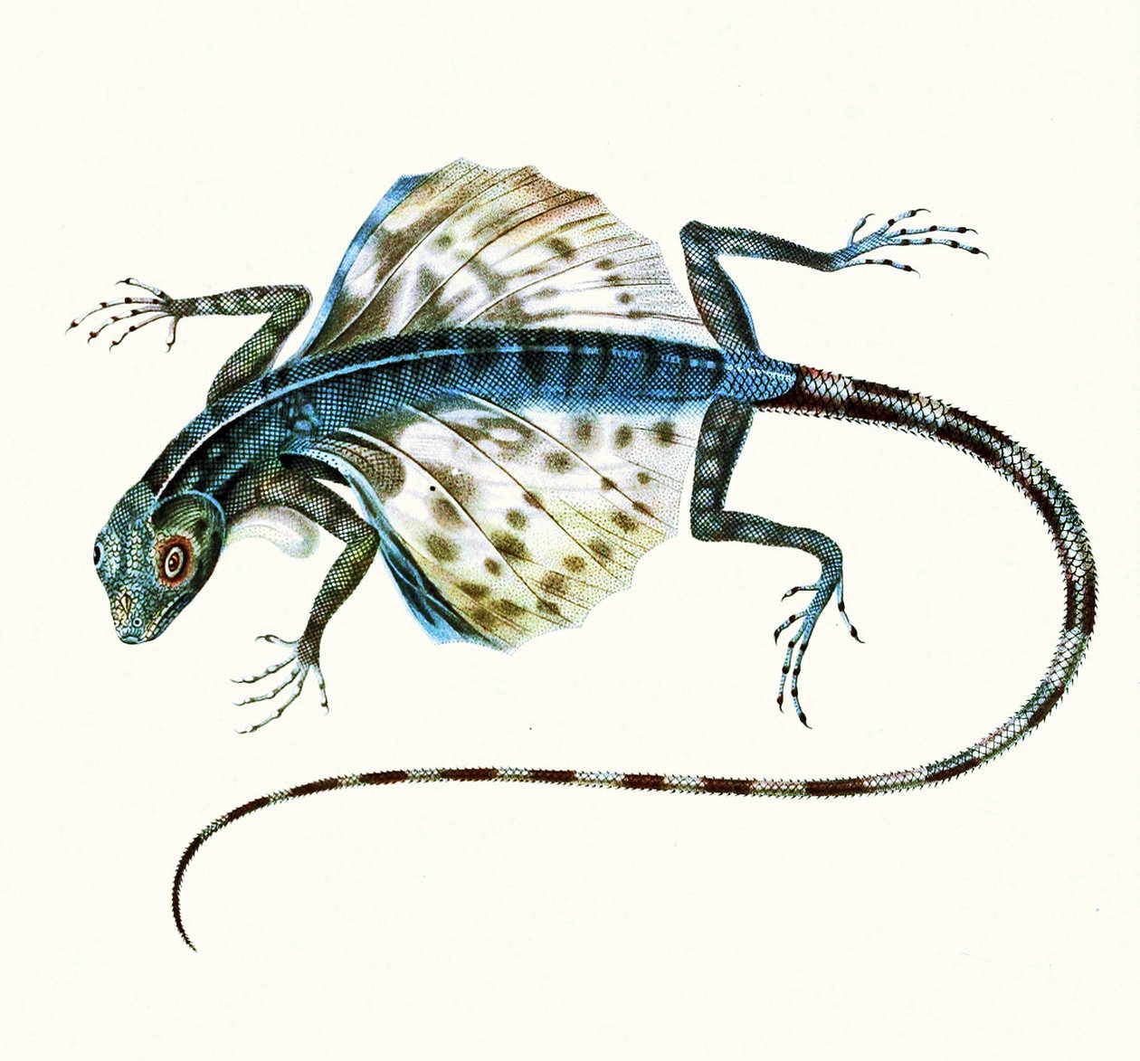 Illustration af den glidende firben - Draco Volans 1831 (farvegravering) af French School