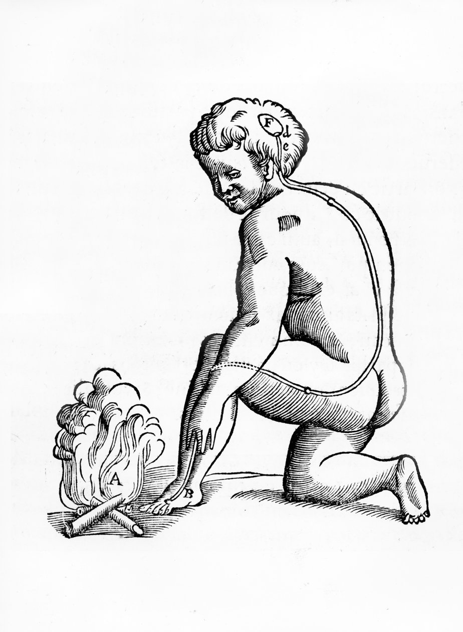 Illustration af funktionsmåden af kanalerne fra pinealkirtlen på det menneskelige nervesystem i forhold til en reaktion på ild, fra Tractatus de Homine, udgivet i Amsterdam af Elsevier, 1677 (woods af French School