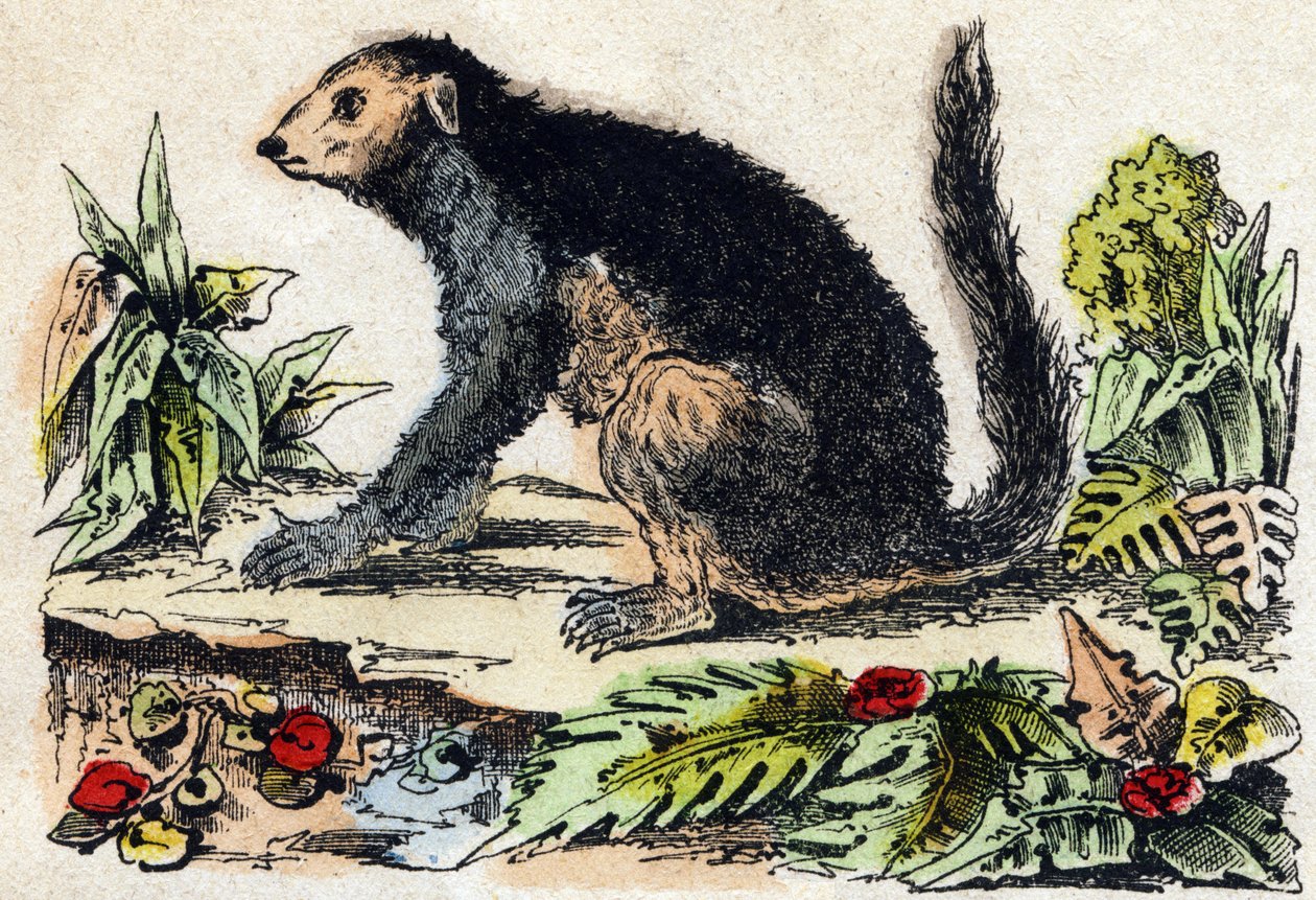 Indri (lemurisk). Indgravering i "" Alphabet des animaux sauvages "". 9. serie. Billede af Epinal, Pellerin, trykkeri-udgiver, ca. 1870. Graveringer på træ, stencileret. 16 sider. Mål: 20 x 15 cm. Privat samling af French School