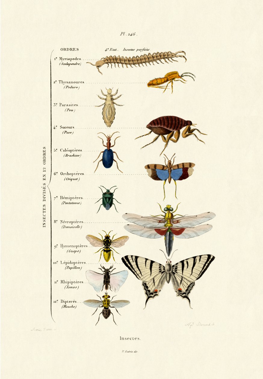Insekter, 1833-39 af French School