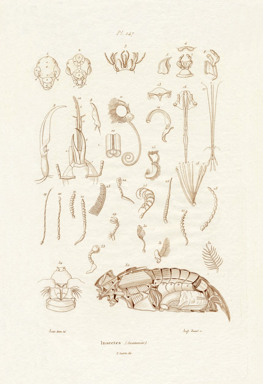 Insekter, 1833-39 af French School