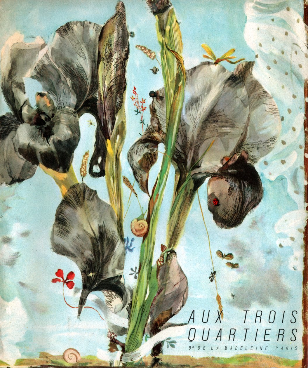 Iris (blomst). (Illustration, omkring 1920) af French School