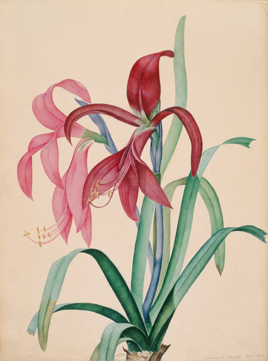 Iris, 1812 af French School