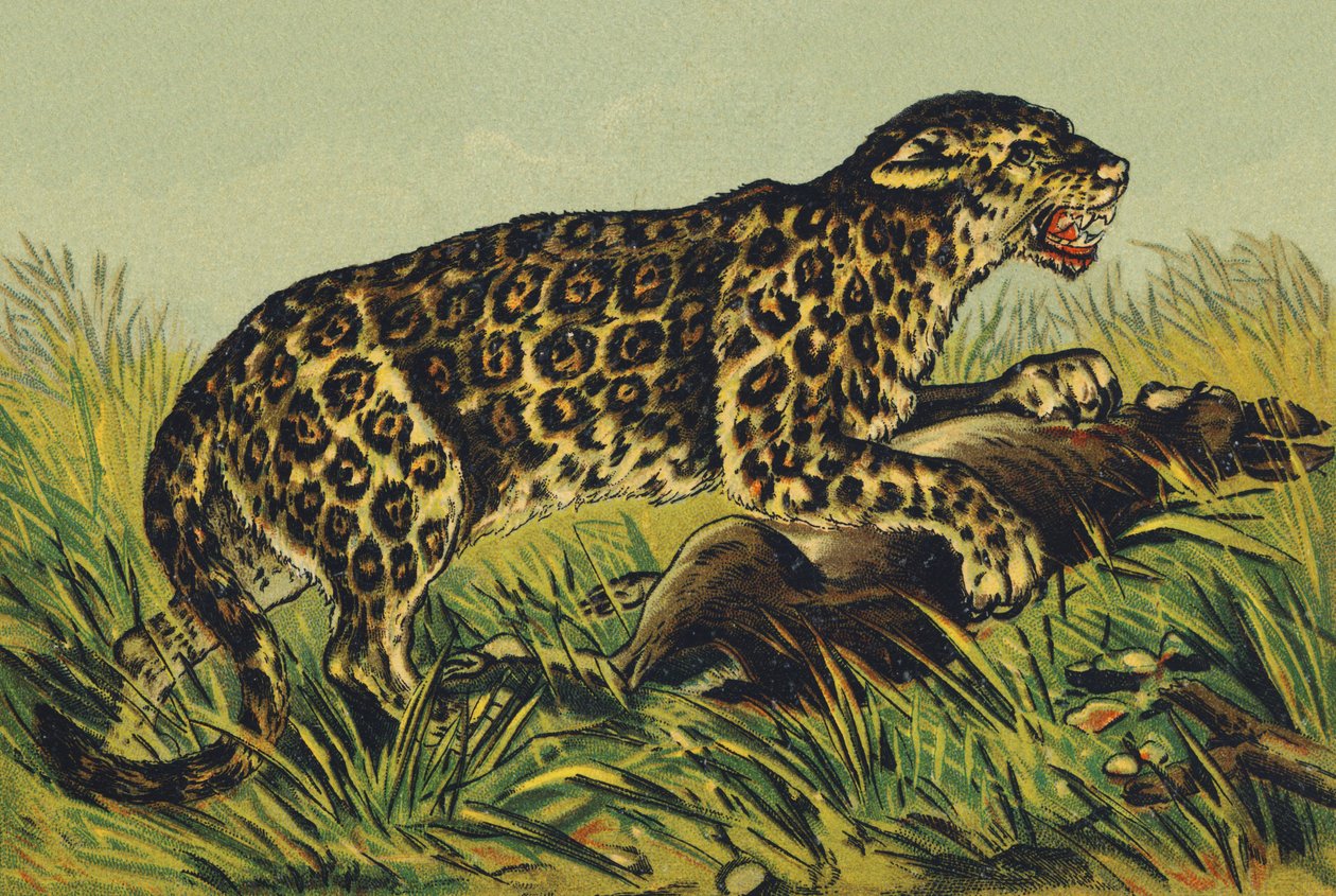 J som Jaguar af French School