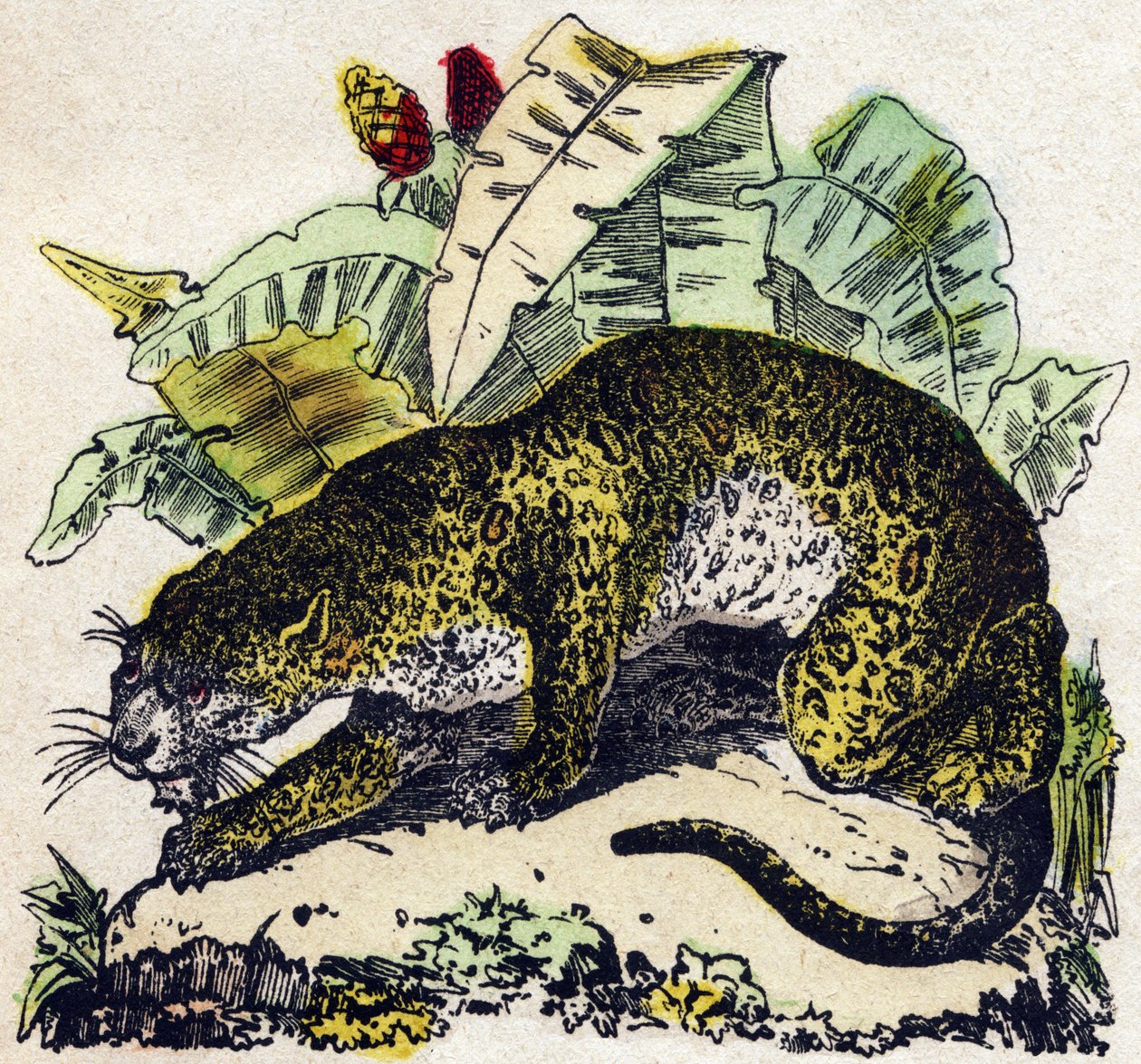 Jaguar. Indgravering i "" Alphabet des animaux sauvages "". 9. serie. Billede af Epinal, Pellerin, trykkeri-udgiver, ca. 1870. Graveringer på træ, stencileret. 16 sider. Mål: 20 x 15 cm. Privat samling af French School