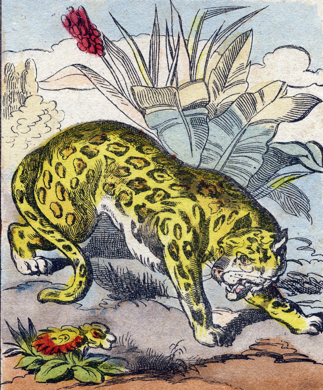 Jaguar. Indgravering i "Buffon Alphabet des Animaux". 3. serie N 1. Billeddannelse af Epinal, Epinal, slutningen af 1800-tallet. 16 sider. Mål: 28x21cm af French School