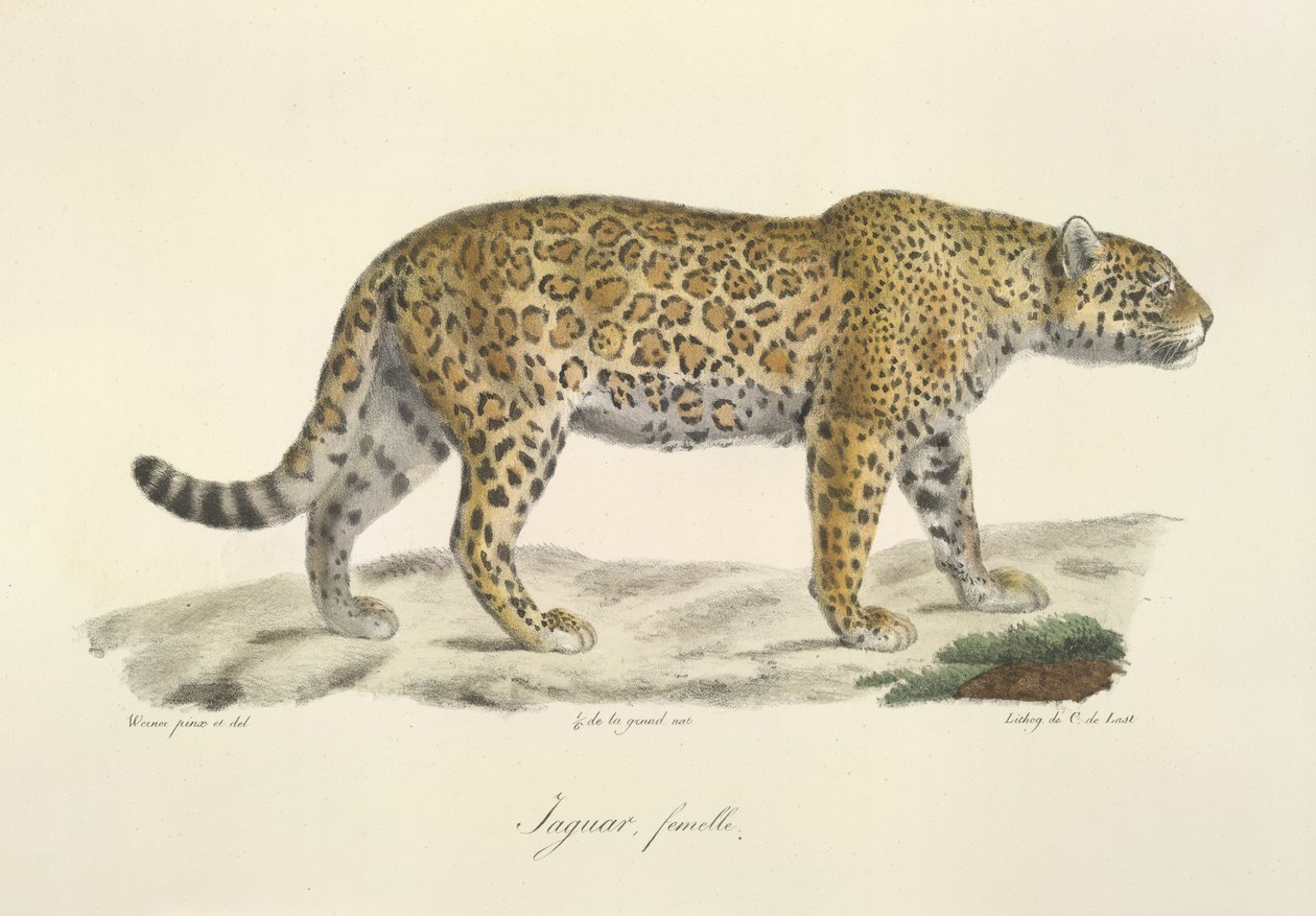 Jaguar, hun, fra Natural History of Pattedyr (farve litho) af French School