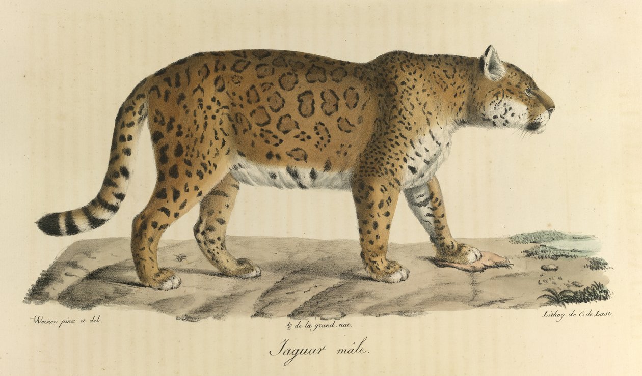 Han jaguar. En hanjaguar fra Natural History of Pattedyr (farve litho) af French School