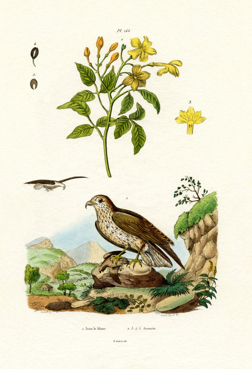 Jasmin, 1833-39 af French School
