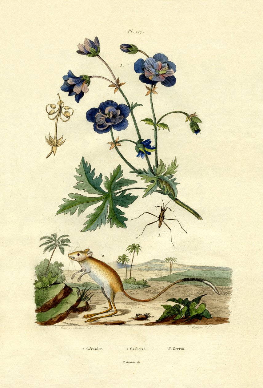 Jerboa, 1833-39 af French School
