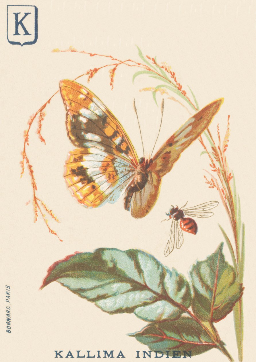 K: Indisk Kallima (Cethosia biblis) af French School