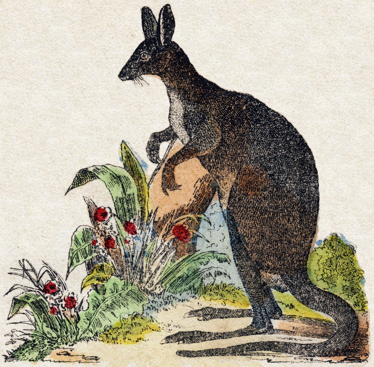 Kænguru. Indgravering i "" Alphabet des animaux sauvages "". 9. serie. Billede af Epinal, Pellerin, trykkeri-udgiver, ca. 1870. Graveringer på træ, stencileret. 16 sider. Mål: 20 x 15 cm. Privat samling af French School