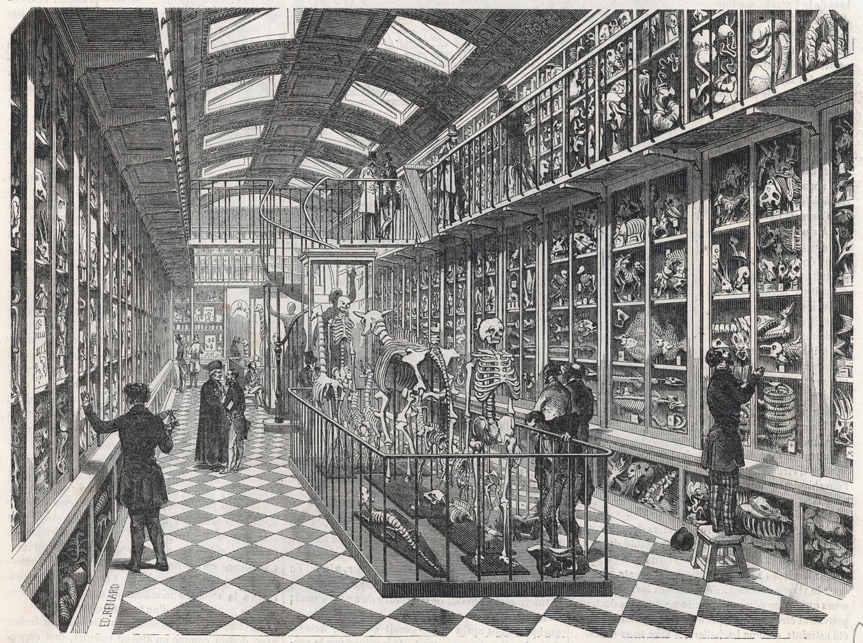 Paris School of Medicine - The Comparative Anatomy Gallery - Indgravering i "" Tableau-de-Paris"" af Edmond Texier 1852. af French School