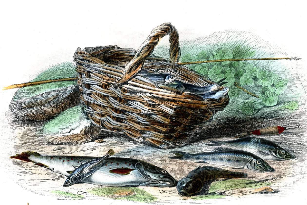 Taimen (Salmo Trutta), Chabotin cote (Collus Chabraea), pinaatti (Gasterosteus aculeatus), sammi (Gobio Gobio), kyvykäs (Alburnus Alburnus) - Bernard Germain de Lacepeden (1856-1925) luonnonhistoriallinen lautanen , P.Furme painos, Pariisi af French School