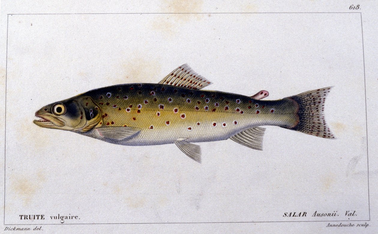 Den almindelige ørred ifølge "Natural history of fish"" af Cuvier, Valenciennes, Paris af French School