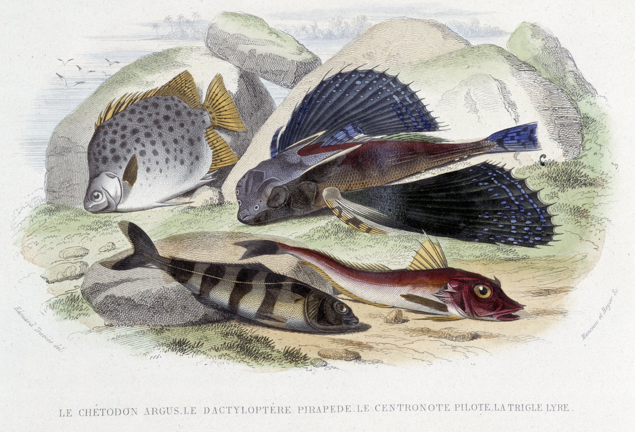 Chatodon argus, tyloptera pirapede, centronote pilot, trigle lyre - i "Histoire Naturelle" af Lacépède, red. Veurne, Paris af French School