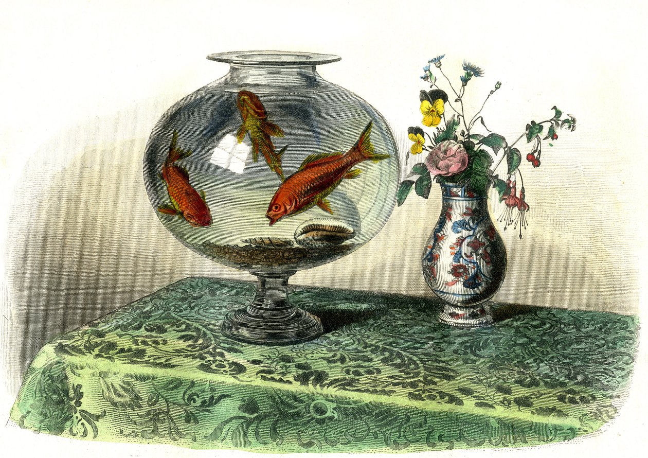 Den gyldne cyprin (Cyprinus Auratus) - Tallerken udvundet fra Histoire Naturelle af Bernard Germain de Lacepede (1856-1925), udgave P.Furme, Paris af French School