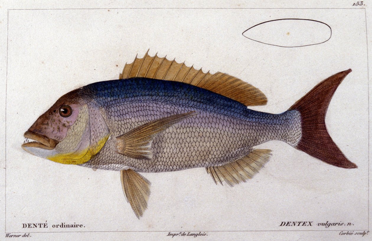 Dentex fra "Histoire naturelle des poissons" af Cuvier, Valenciennes, Paris af French School