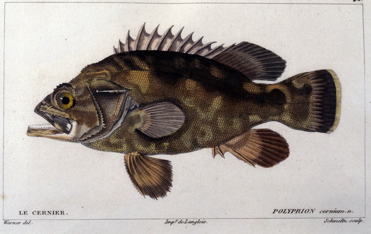 Gruppen ifølge "Natural history of fish"" af Cuvier, Valenciennes, Paris af French School