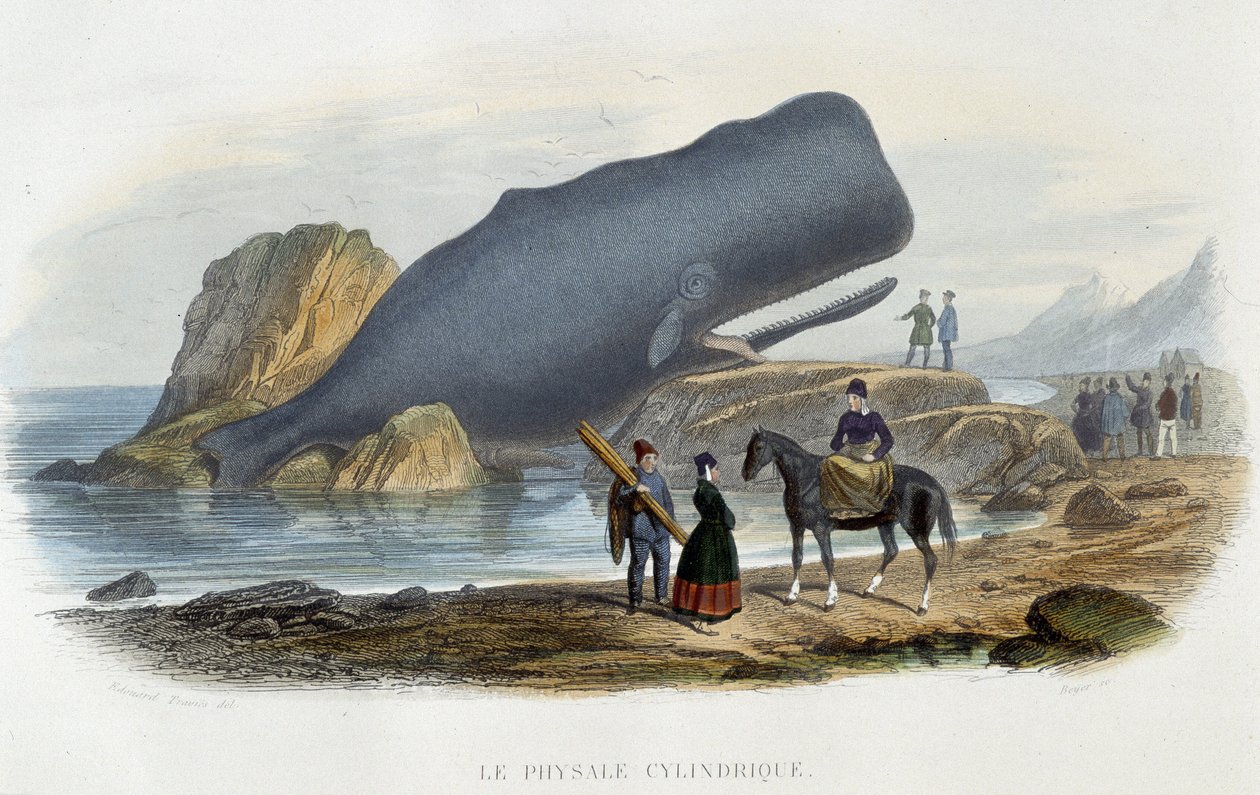 Den cylindriske physale (hval strandet) - i "" Le monde de la mer"" af Alfred Fredol, Hachette, Paris af French School