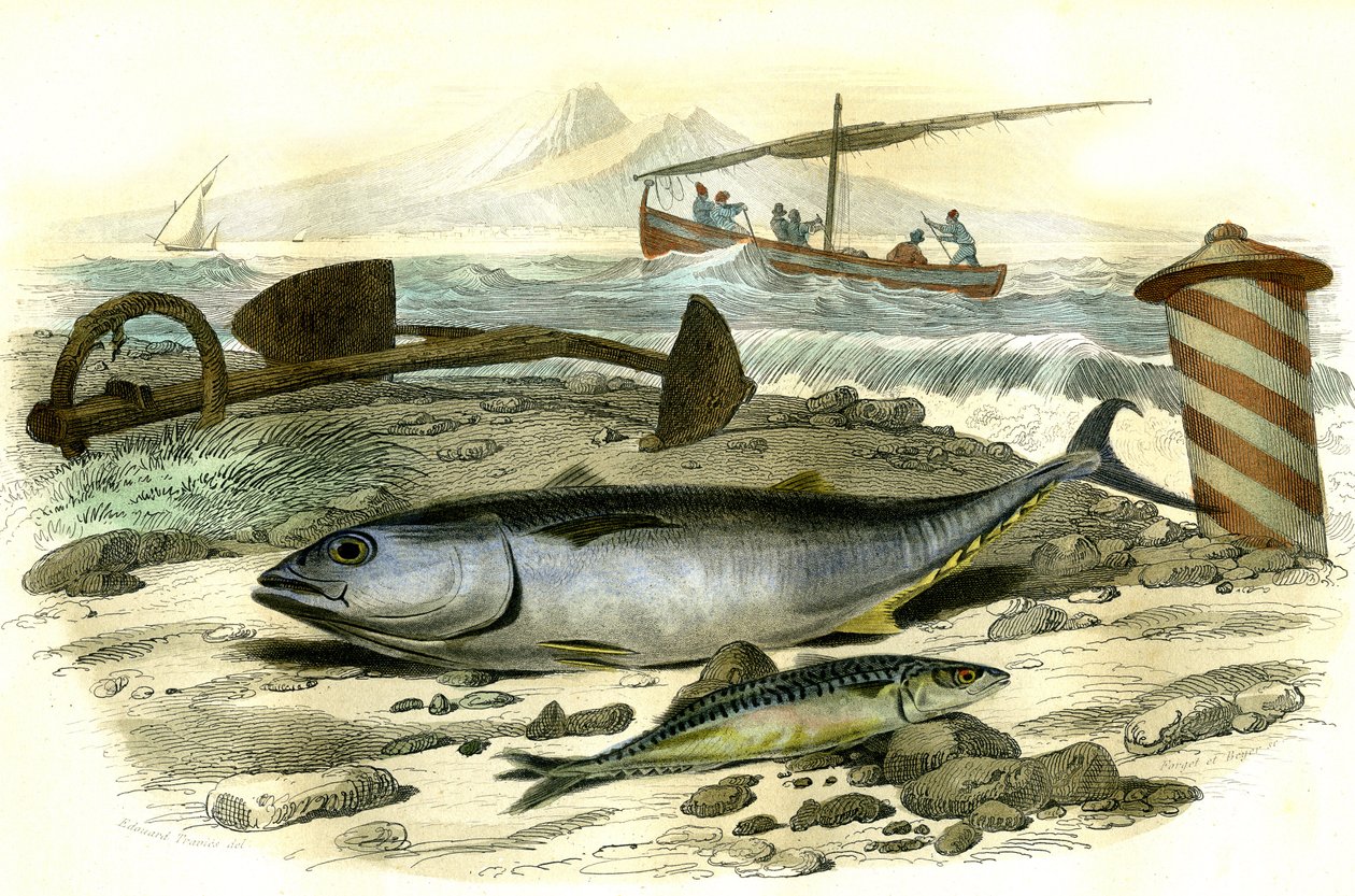 Le thon (Scomber Thynnus), le mackereau (Scomber Scombrus) - Tallerken udvundet fra Histoire Naturelle af Bernard Germain de Lacepede (1856-1925), udgave P.Furme, Paris af French School