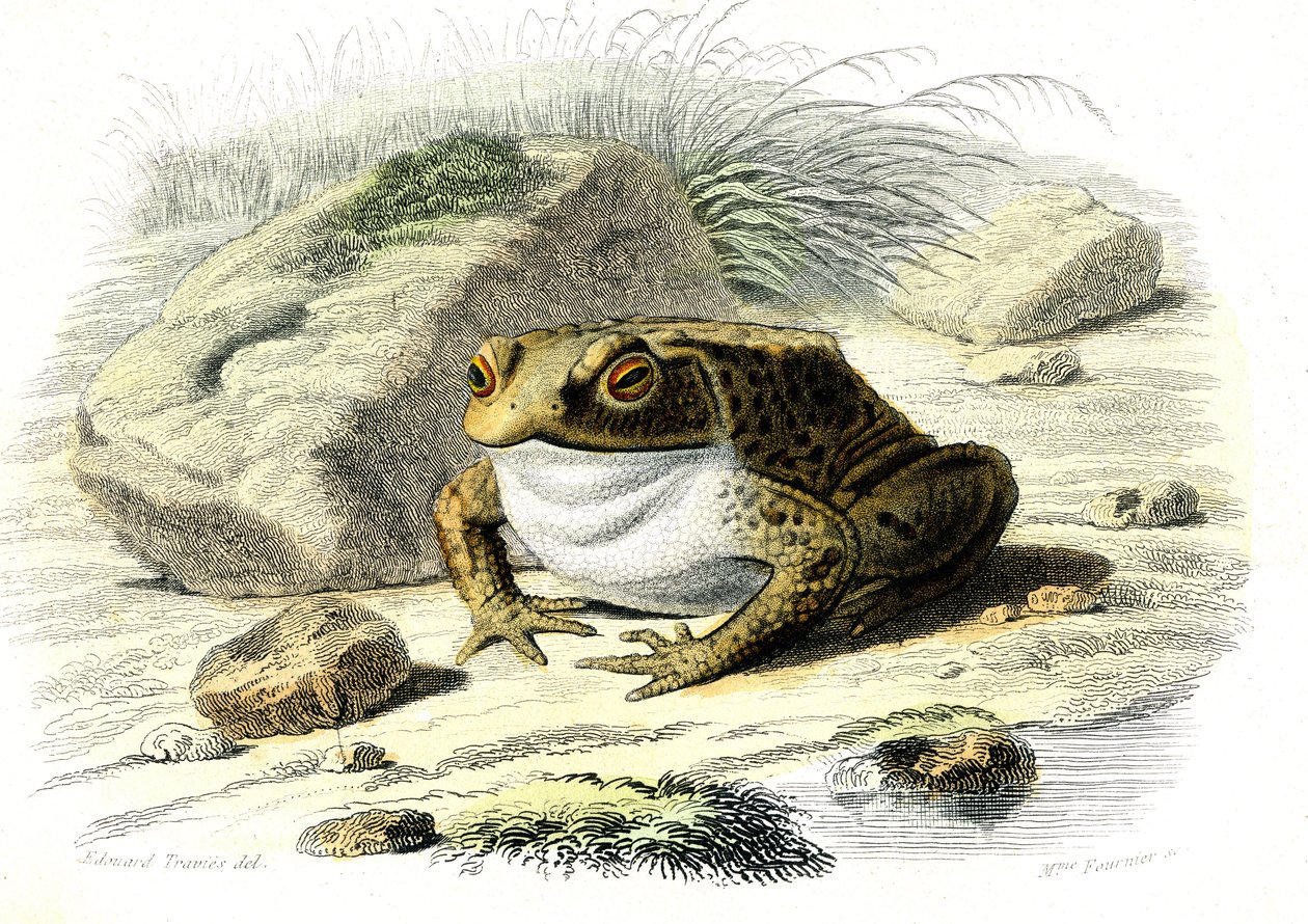 Le tudse (Bufo vulgaris) - Platte fra naturhistorie af Bernard Germain de Lacepede (1856-1925), udgave P.Furme, Paris af French School