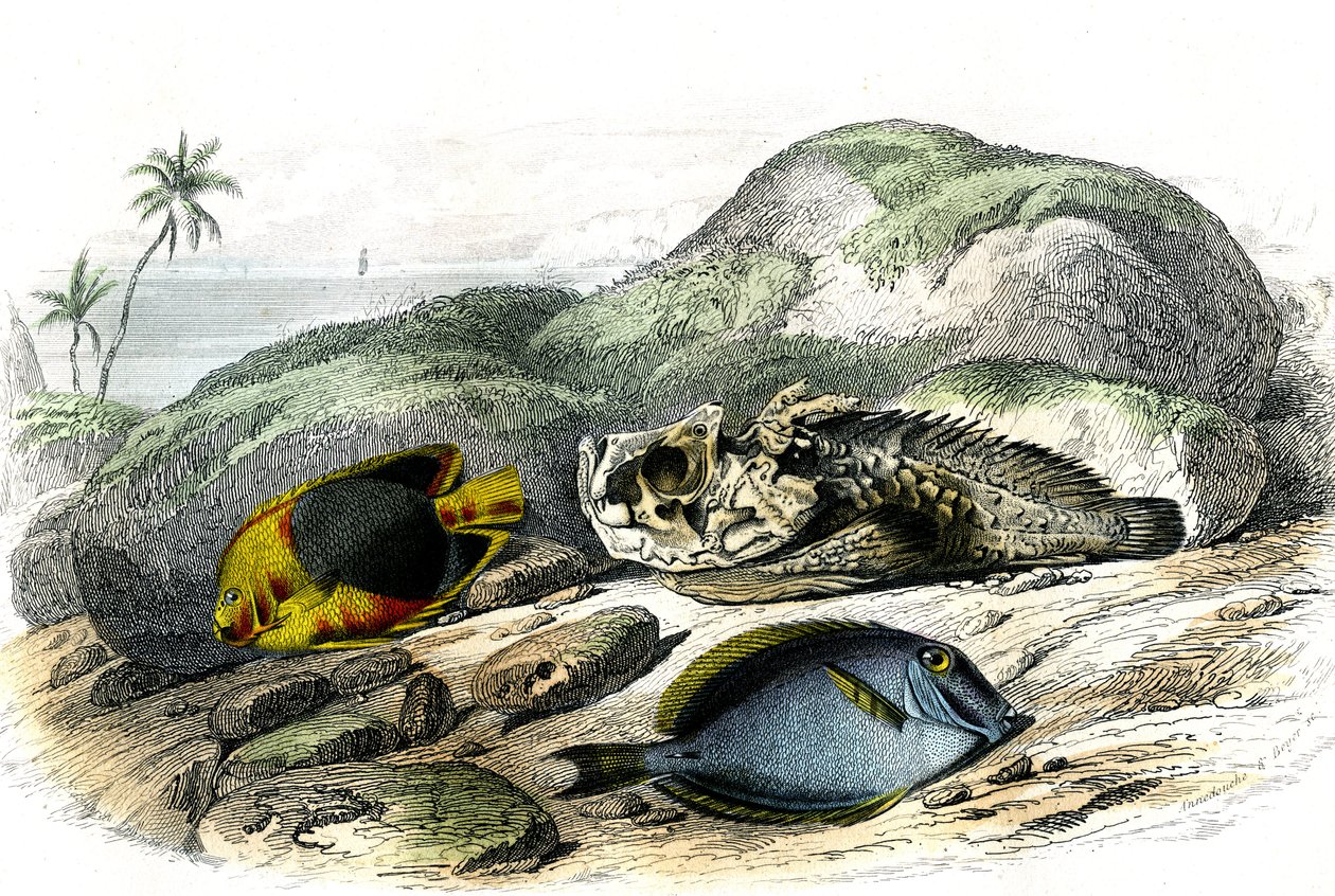 Tricoloren (Holocanthus tricolor), den forfærdelige og suget (Acanthurus Surgery) - Tallerken udvundet fra Histoire Naturelle af Bernard Germain de Lacepede (1856-1925), udgave P.Furme, Paris af French School